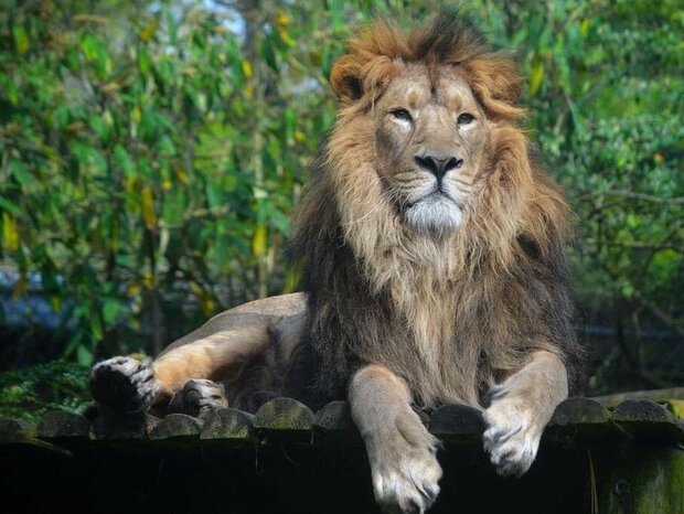 بازگشت شیر ایرانی به کشور پس از هشتاد سال